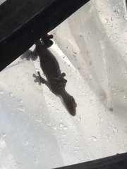 Thecadactylus rapicauda