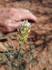 Hebenstretia integrifolia