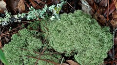 Cladonia subtenuis