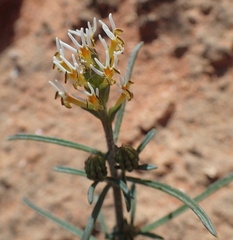 Hebenstretia integrifolia