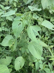 Acalypha ostryifolia