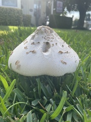 Chlorophyllum