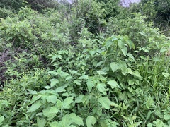 Acalypha ostryifolia
