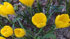 Sternbergia lutea