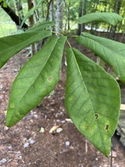 Magnolia fraseri