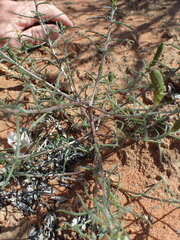 Hebenstretia integrifolia