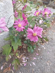 Eriocapitella hupehensis