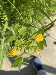 Senna obtusifolia