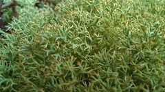 Cladonia subtenuis