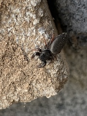 Metacyrba