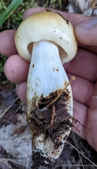 Russula fragrantissima