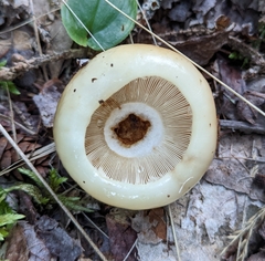 Russula fragrantissima