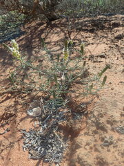 Hebenstretia integrifolia