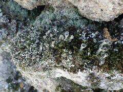 Cladonia chlorophaea