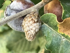 Andricus foecundatrix