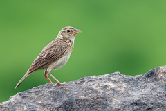 Mirafra javanica