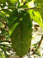 Casearia sylvestris