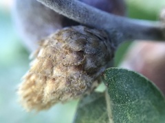 Andricus foecundatrix