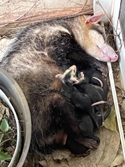 Didelphis albiventris