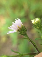 Symphyotrichum prenanthoides