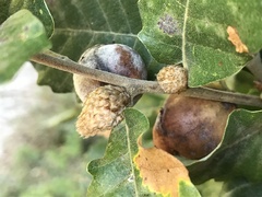 Andricus foecundatrix