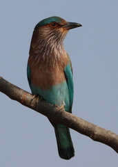 Coracias benghalensis