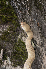 Crotalus basiliscus
