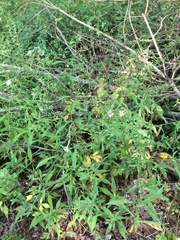 Symphyotrichum prenanthoides
