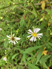 Symphyotrichum prenanthoides