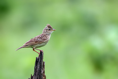 Mirafra javanica