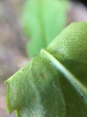 Symphyotrichum prenanthoides
