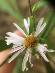 Symphyotrichum prenanthoides