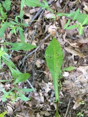 Symphyotrichum prenanthoides