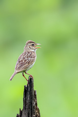 Mirafra javanica