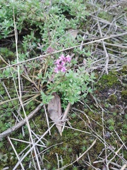 Thymus serpyllum