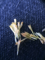 Symphyotrichum prenanthoides