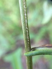 Symphyotrichum prenanthoides