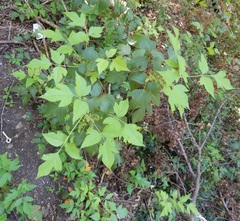 Toxicodendron radicans negundo