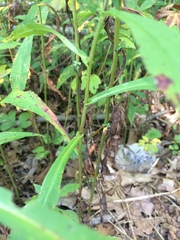 Symphyotrichum prenanthoides