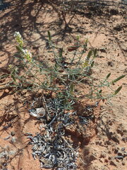 Hebenstretia integrifolia