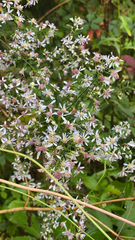 Symphyotrichum lateriflorum