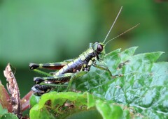 Booneacris glacialis