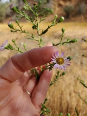 Symphyotrichum chilense
