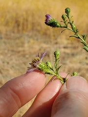 Symphyotrichum chilense