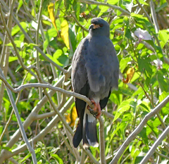 Rostrhamus sociabilis