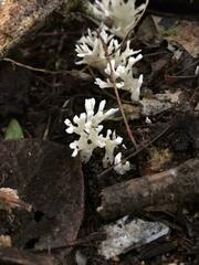 Sebacina schweinitzii