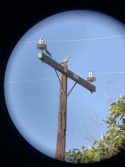 Streptopelia decaocto