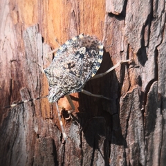 Rhaphigaster nebulosa