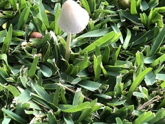 Conocybe apala