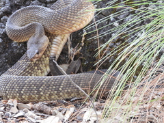 Crotalus basiliscus